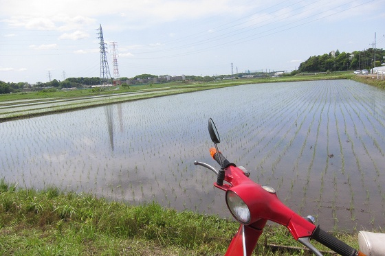 田植え後の手賀沼沿いを試運転するベスパのある風景