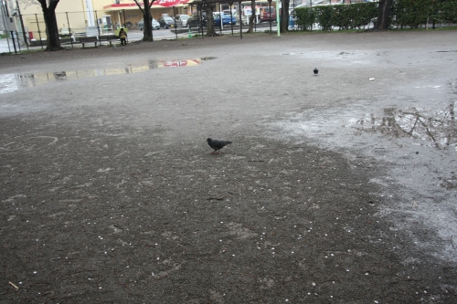 千代田公園で出会った3羽の鳩