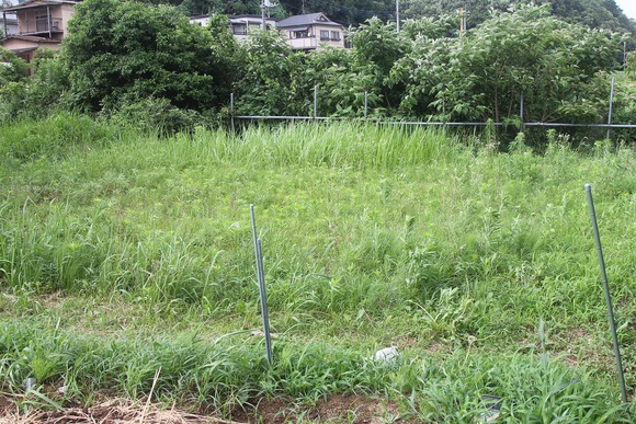 雑草に覆われた新たに借りた畑の様子