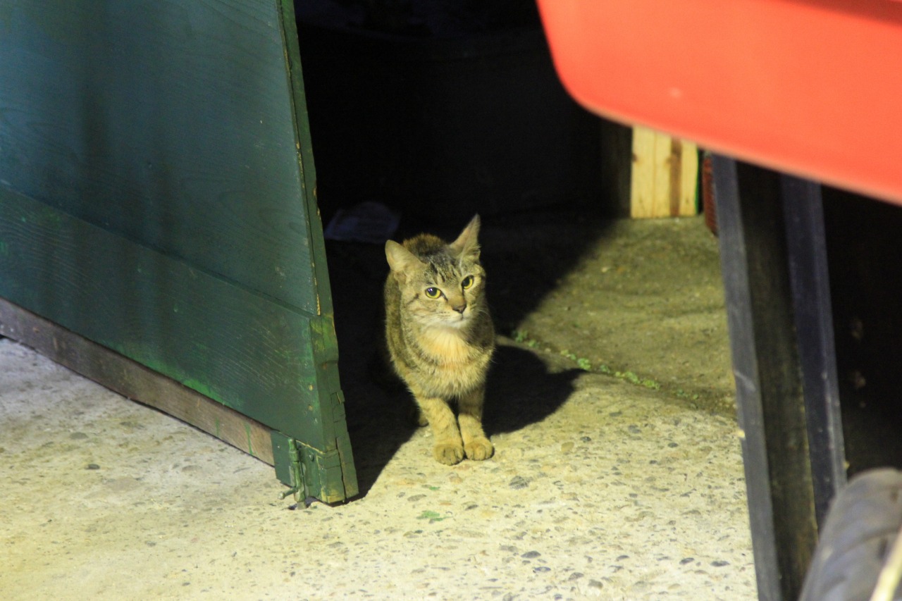 店内に忍び込んでいた子猫の姿