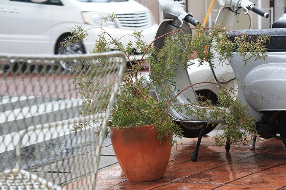 雨が降る店舗前の風景。路面が濡れており、梅雨らしい空模様。