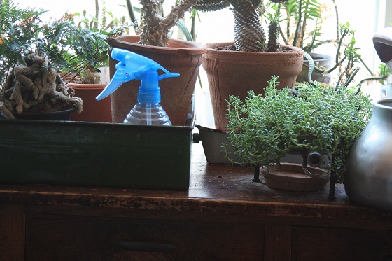 店内2階の観葉植物の間に現れたヤモリの隠れ場所。