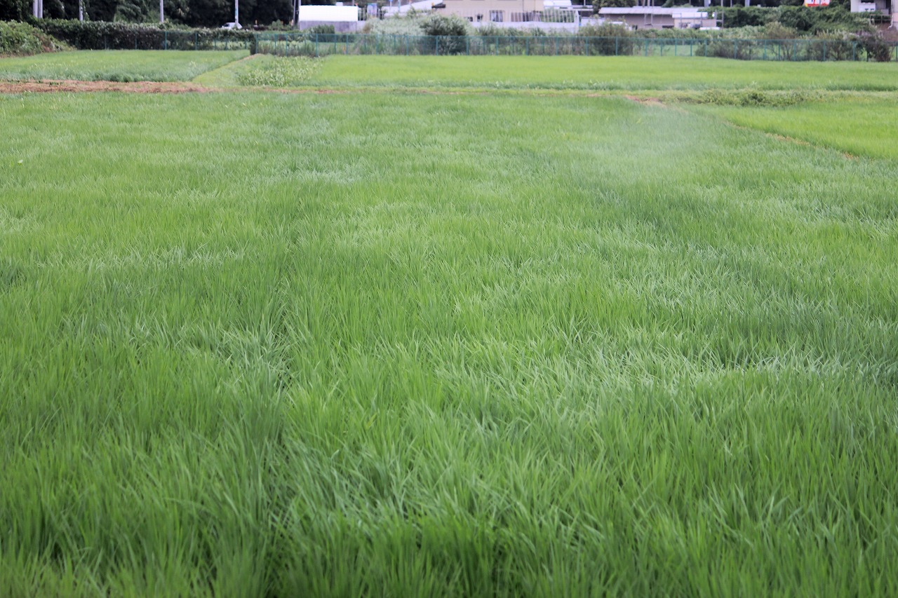 窓の外に広がる田園風景