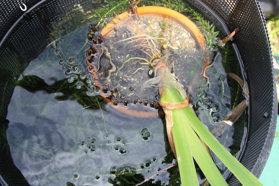 台風通過後のビオトープ、乱れた柵と倒れた水生植物。