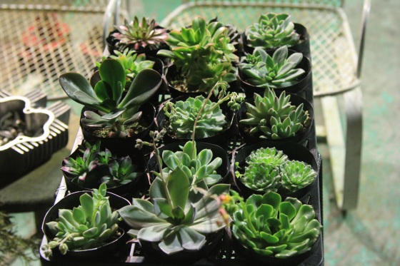多肉植物たちが並ぶ鉢植えの様子