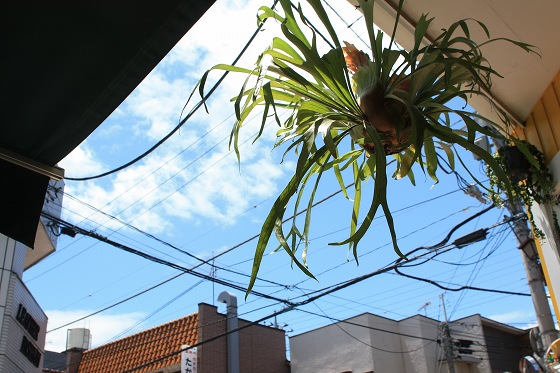 晴れた日の店舗前。青空の下、バイクが並ぶ光景。