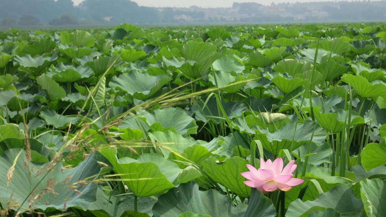 手賀沼で咲き始めたハスの花の群生