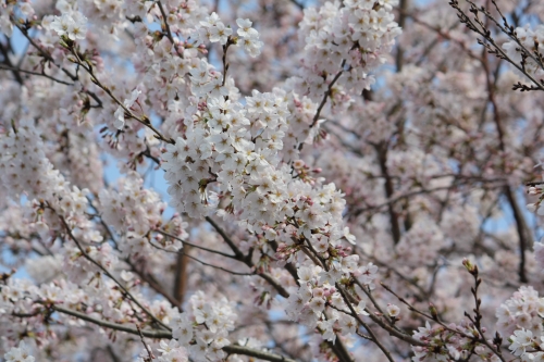 通勤途中で見かけた満開の桜並木