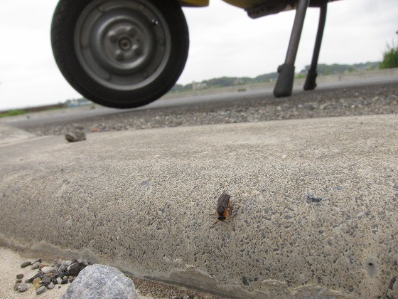 地面で蠢く目から出てきた虫