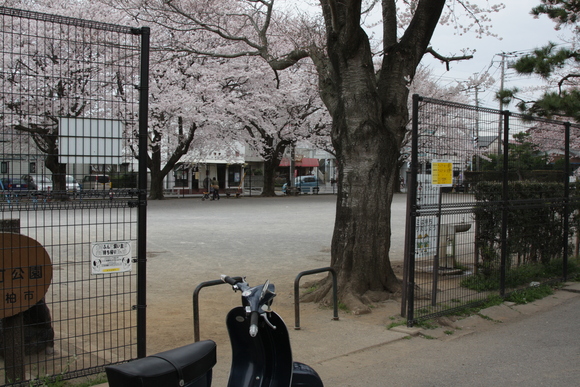 近所の公園で満開の桜