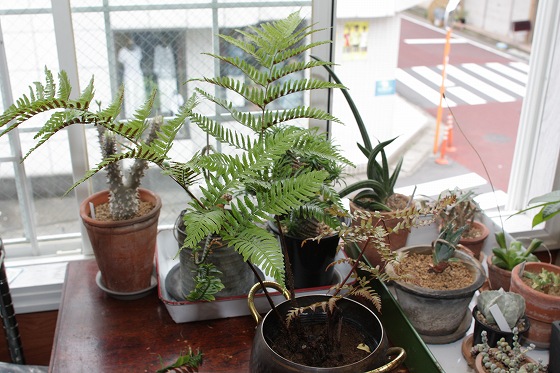 葉の裏にびっしりと赤い胞子が付いたシダ植物