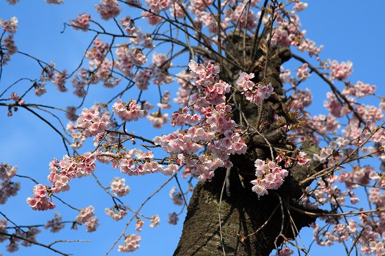 近所で咲き始めた早咲きの桜