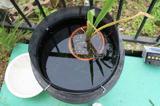 植木鉢ビオトープ内の様子。水草とメダカが見える水辺の世界。