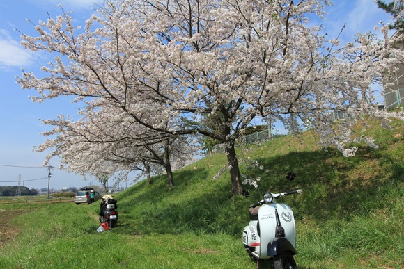 試運転中に立ち寄った桜のスポット