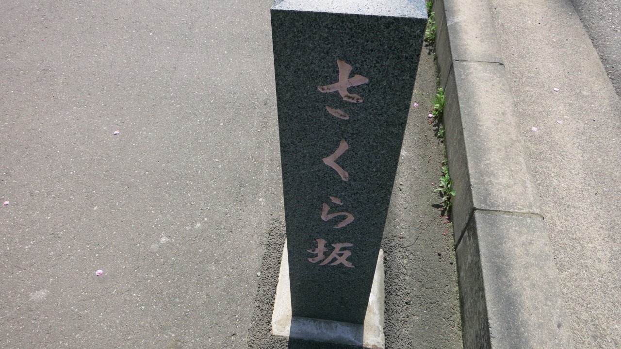 坂道の途中に咲く桜