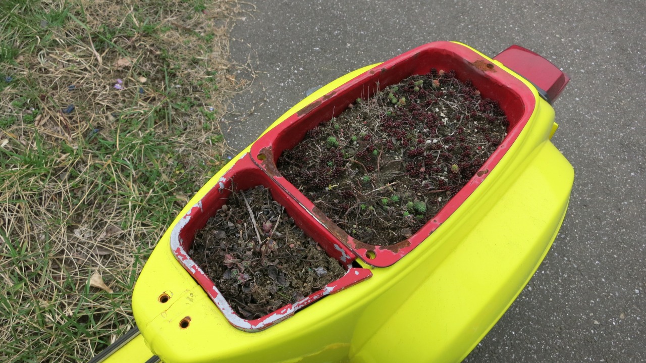 枯れかけたセダムが植えられた黄色いベスパ