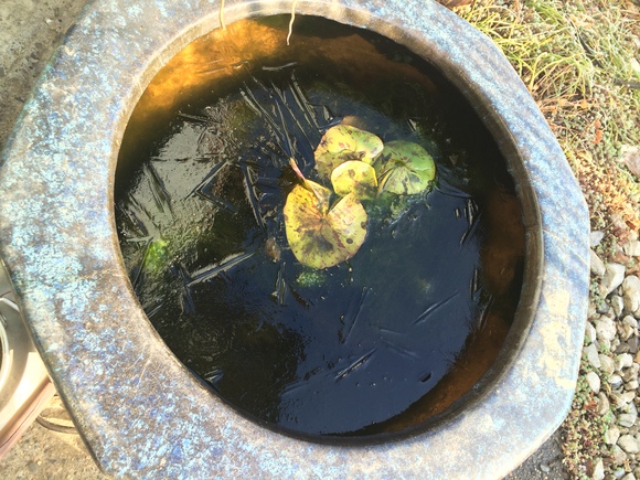 氷が張ったビオトープの水面