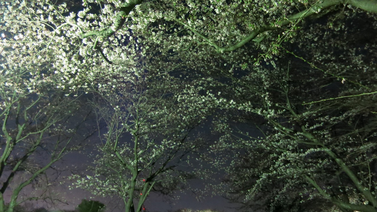 夜桜を眺める公園の風景