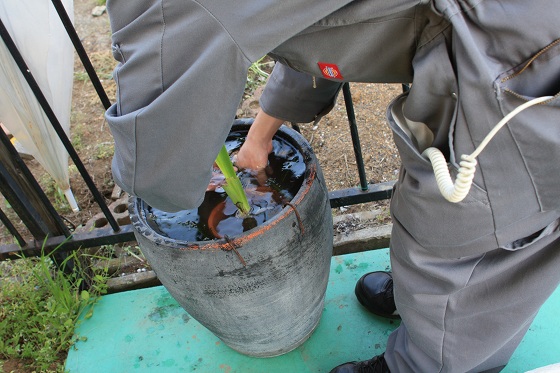 水草を投入するUさんの手元