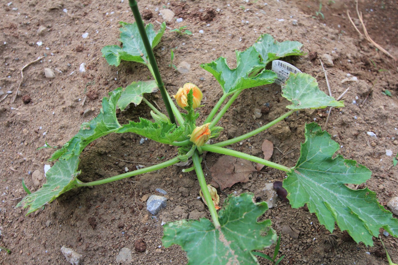 KB農園で咲いたズッキーニの花