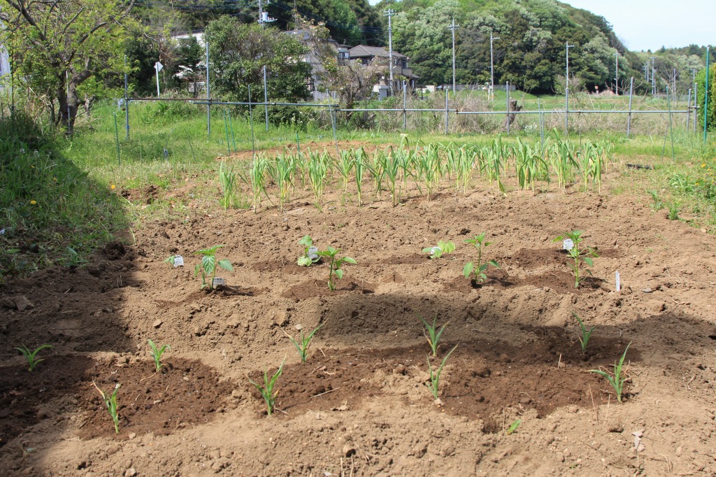 KB農園での野良作業、植え込みの様子