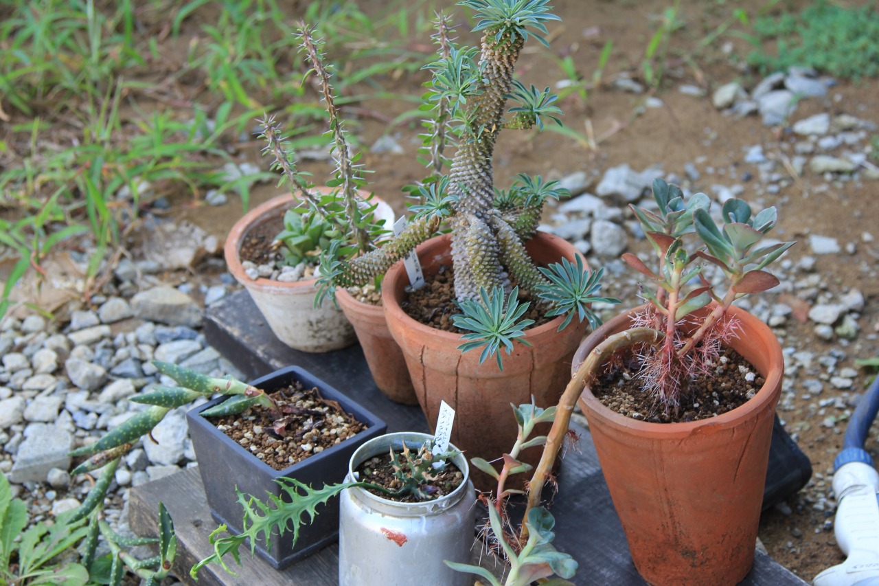 店舗前に置かれた植木鉢と元気に育つ植物たち
