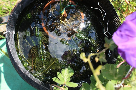 水草が増えすぎて中が見えなくなってしまった植木鉢のビオトープ。