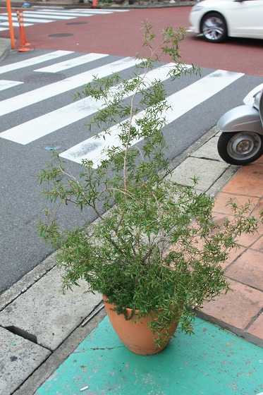 軒先の木にとまった蜂の姿。