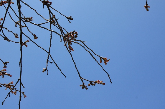 大半の桜がまだ蕾の状態で並んでいる並木道。