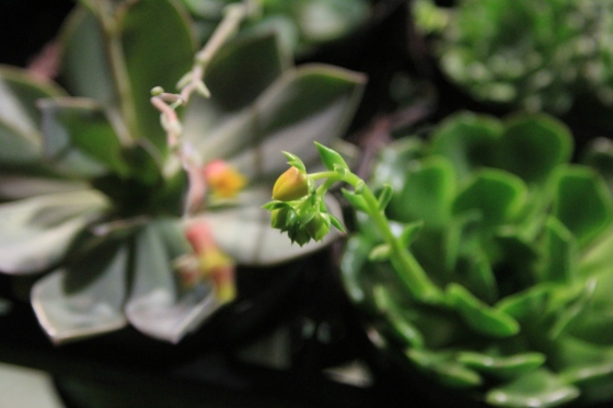 花芽が伸びてきた多肉植物