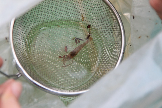 放たれた大小のエビと謎の稚魚のアップ