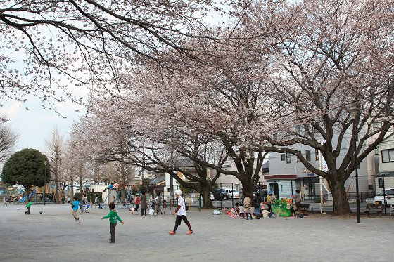 千代田公園で咲き始めた桜の様子。