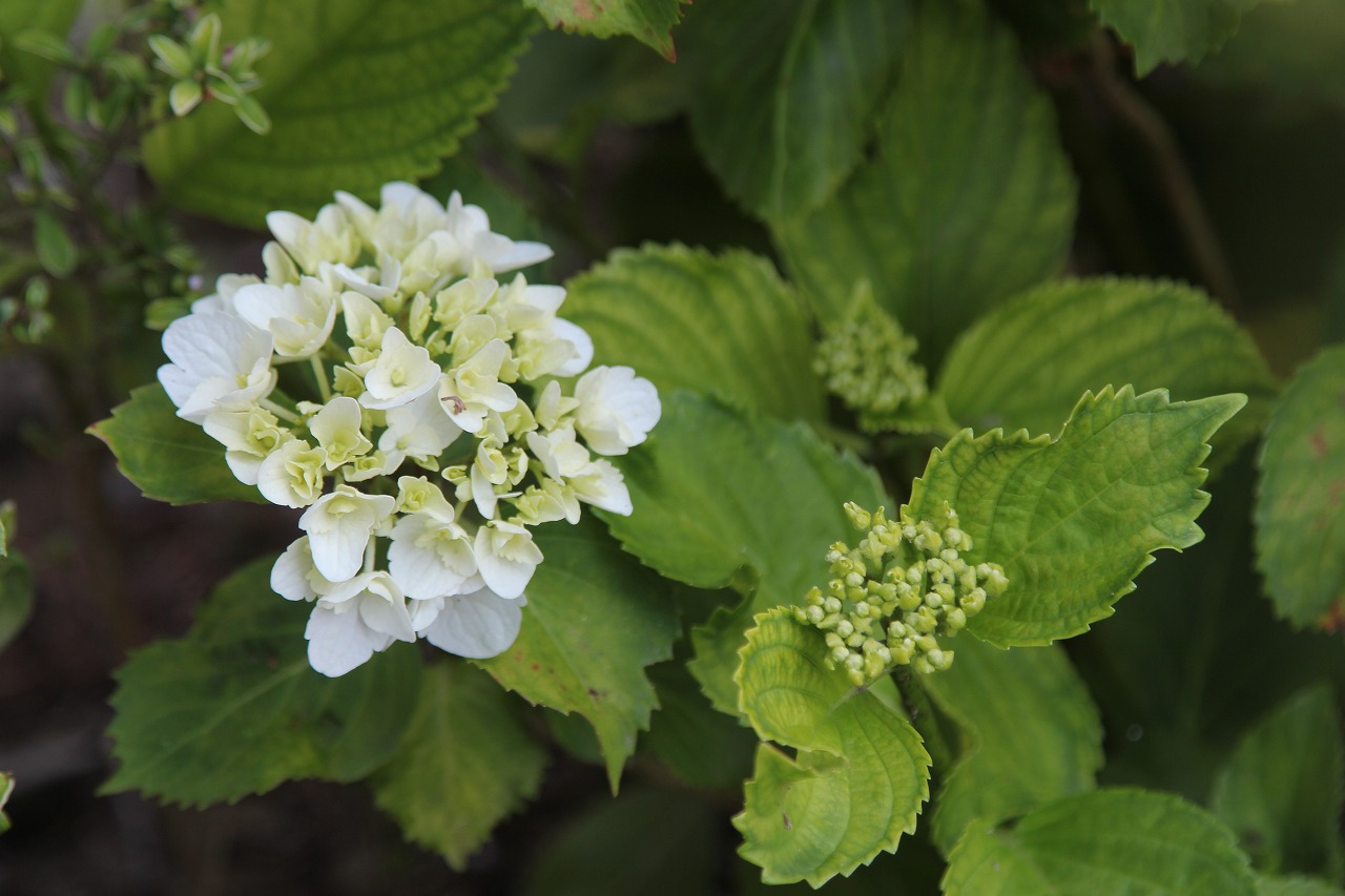 開花し始めた紫陽花の花