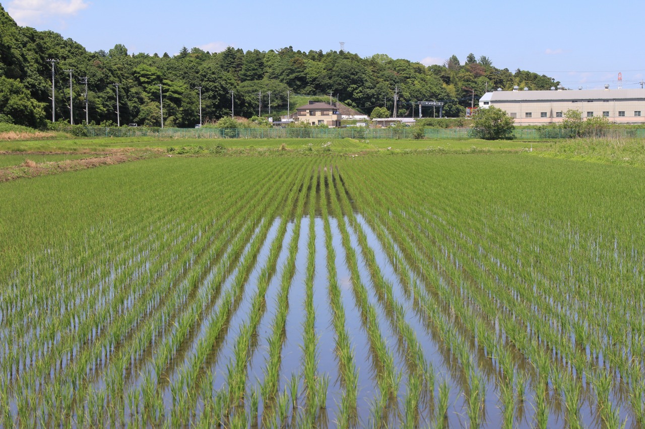 店の脇の田んぼで涼む様子