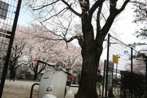 公園でお花見を楽しむ人々の様子
