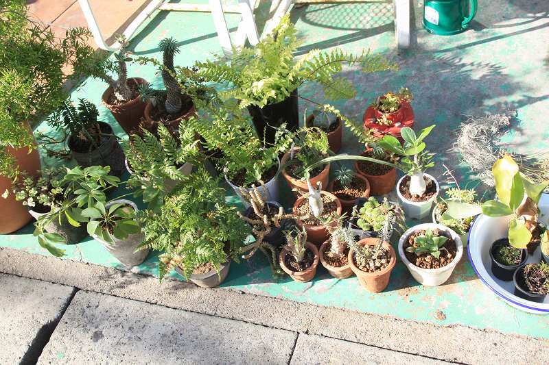 軒先に植物たちを並べて日光浴をさせている様子。