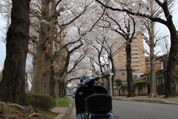 試運転コース沿いの桜並木も満開