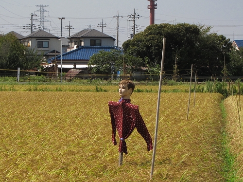 水玉模様のシャツを着たカカシ