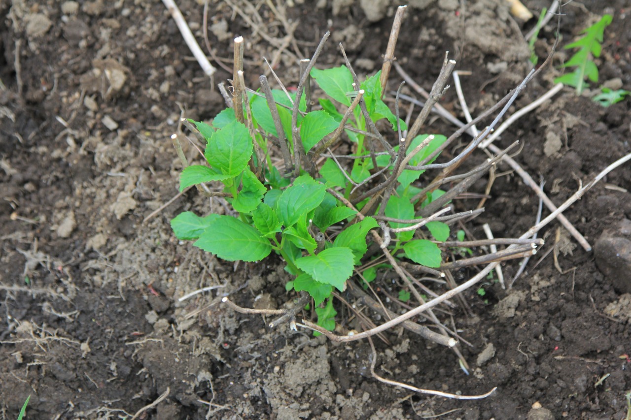 紫陽花の鉢植えを庭の土に植え替えた様子