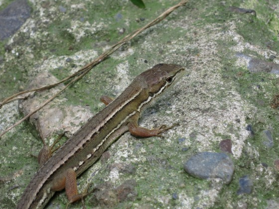 別の場所にいたもう1匹のカナヘビの姿