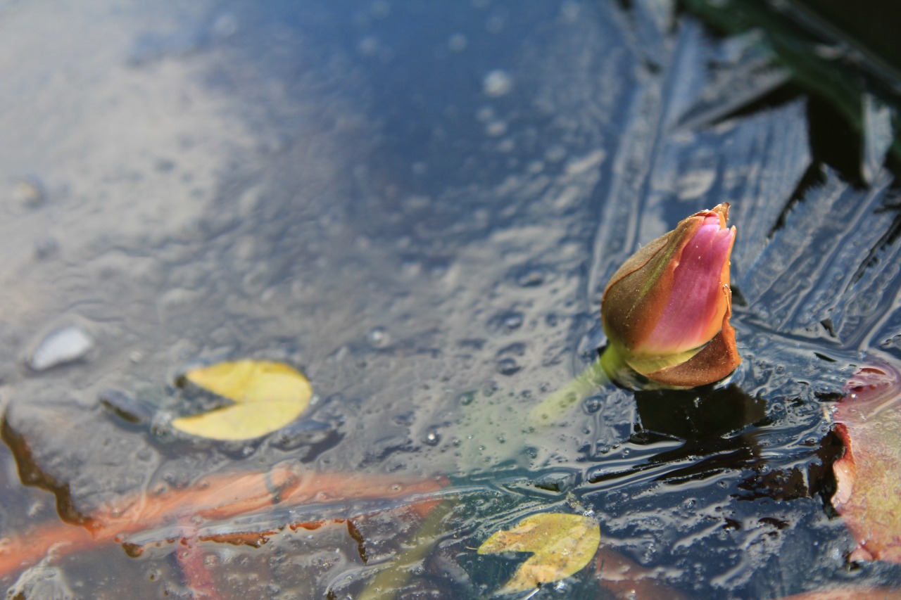 氷が張ったビオトープと枯れかけた蓮の花