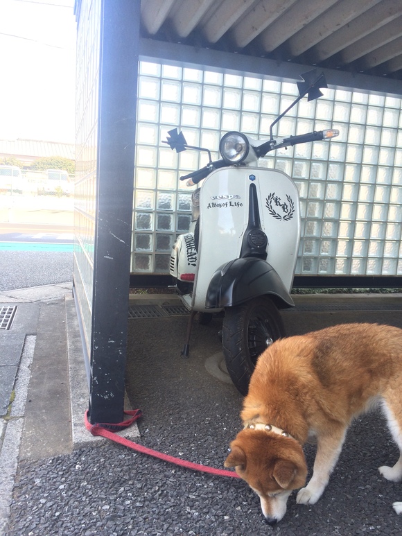 ベスパの前に繋がれた犬の様子