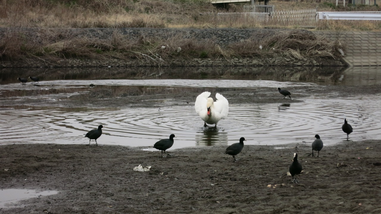 河原の白鳥たちに餌をあげる様子