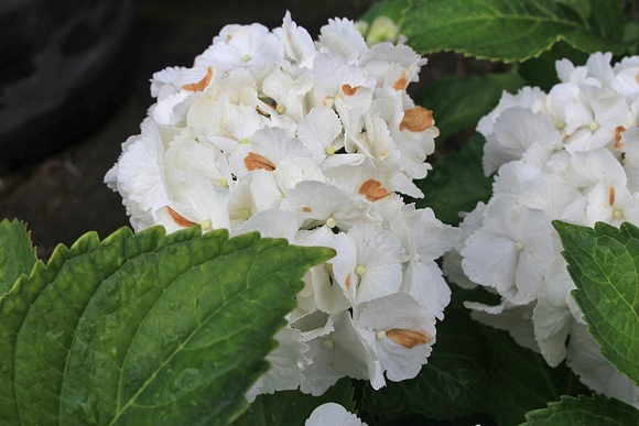 雨上がりに咲く紫陽花の花
