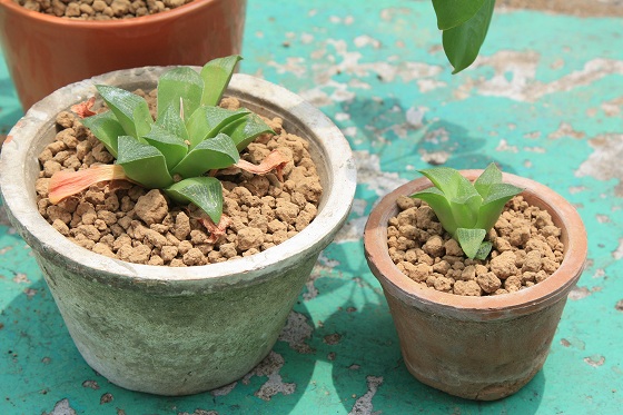 店内で育てている観葉植物の鉢。
