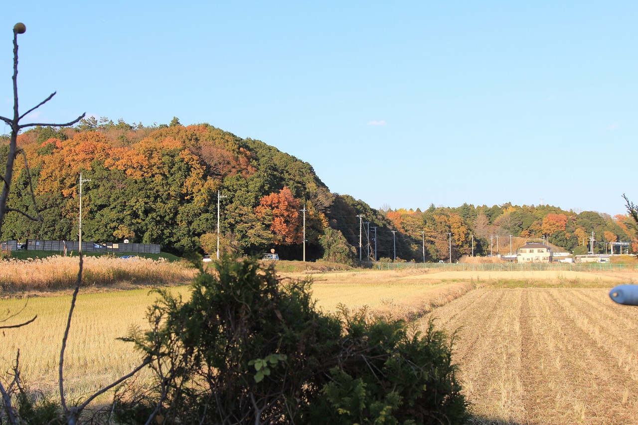 鮮やかに色づいた葉が地面に散らばっている様子