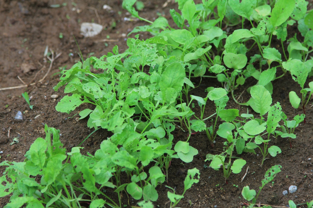 青虫に食い荒らされた二十日大根の苗