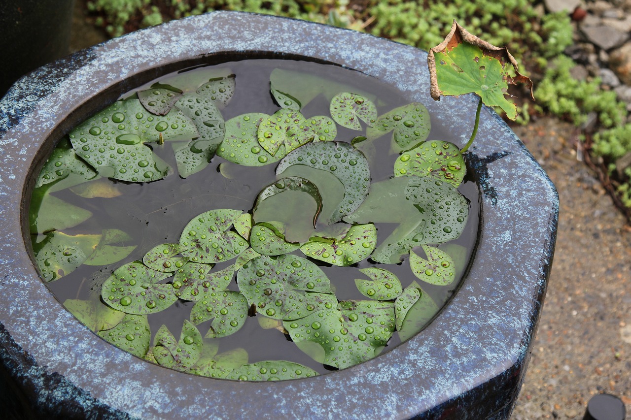 大雨でオーバーフローしたメダカ入り睡蓮鉢