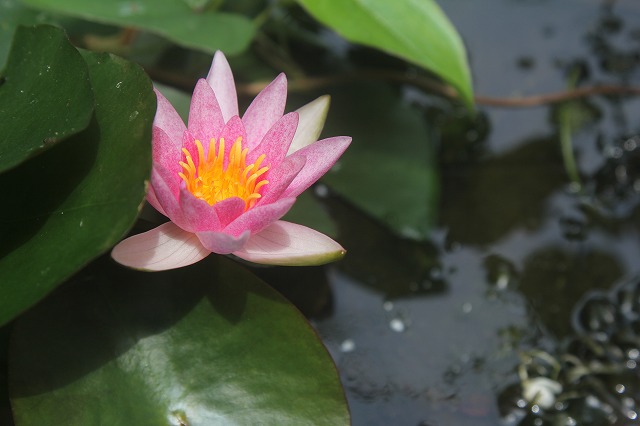 店の裏に放置されていた水鉢の中で咲く睡蓮の花