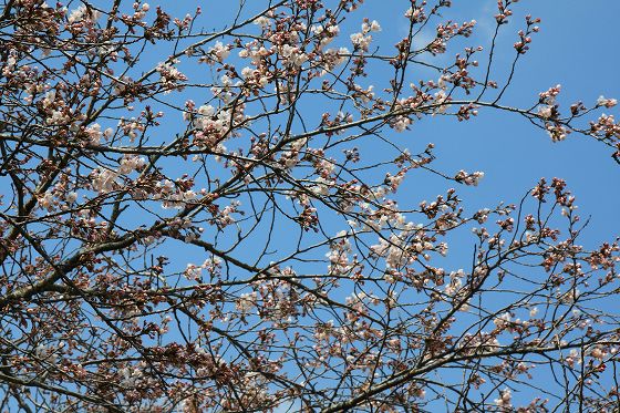 一部だけ桜が咲き始めている木のアップ。